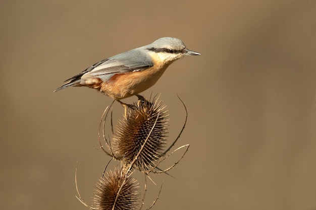 Nuthatch eurasiano com a última luz da noite em uma floresta de faias e carvalhos