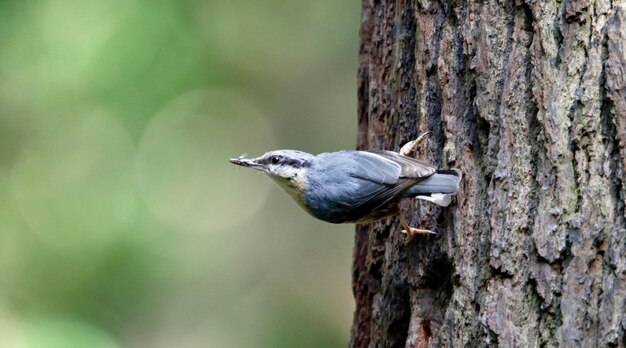 Nuthatch euro-asiático construindo seu ninho em um tronco de árvore