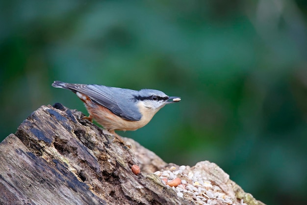 Nuthatch euro-asiático em busca de comida