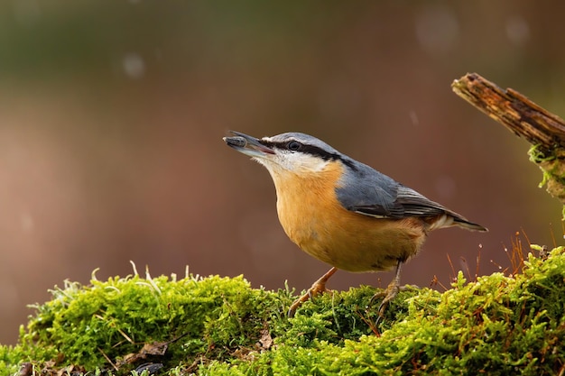 Nuthatch euro-asiático segurando a semente de girassol no bico no outono