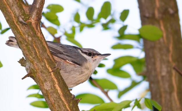 Nuthatch euro-asiático Sitta europaea Um pássaro sentado em um galho de árvore