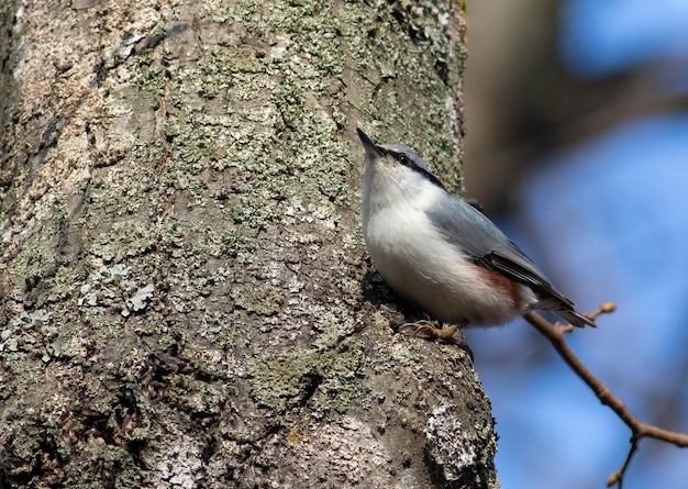 nuthatch euro-asiático Sitta europaea Um pássaro sobe no tronco de uma árvore em busca de comida