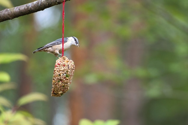 Nuthatch observado em um coração alimentador se alimentando na floresta Pequeno pássaro branco cinza