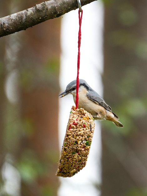 Nuthatch observado em um coração alimentador se alimentando na floresta Pequeno pássaro branco cinza