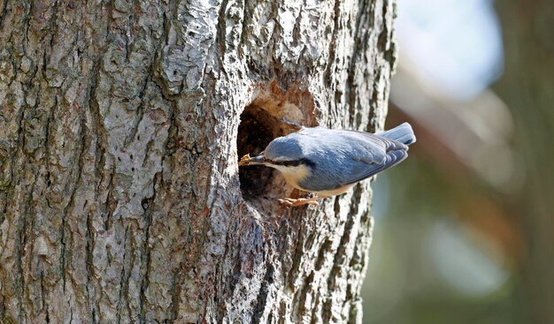 Nuthatch preparando o local do ninho na primavera