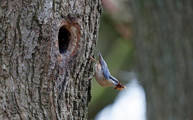 Nuthatch preparando o local do ninho na primavera