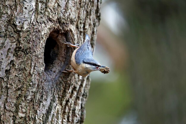 Nuthatch preparando seu ninho em um buraco em uma árvore.