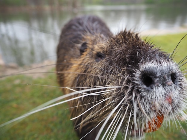 Nutria am Teich