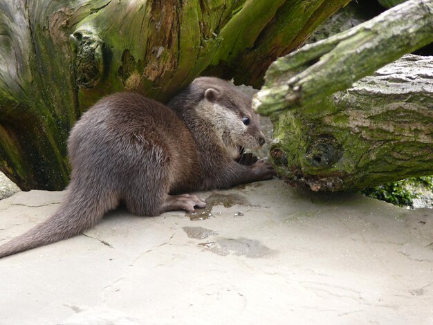 Foto la nutria en el árbol