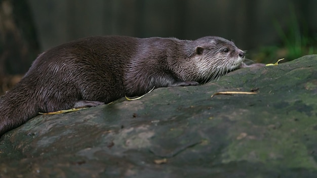 Nutria asiática de garras pequeñas