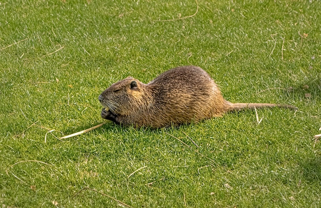 Nutria auf Wiesengras, das Futter isst.