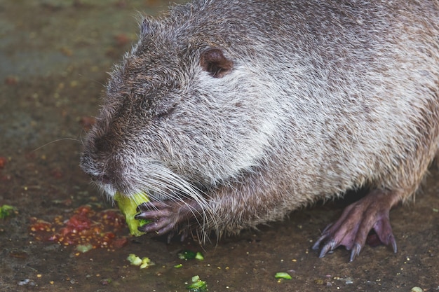 Nutria cinzenta come vegetais cultivando nutrientes na fazenda