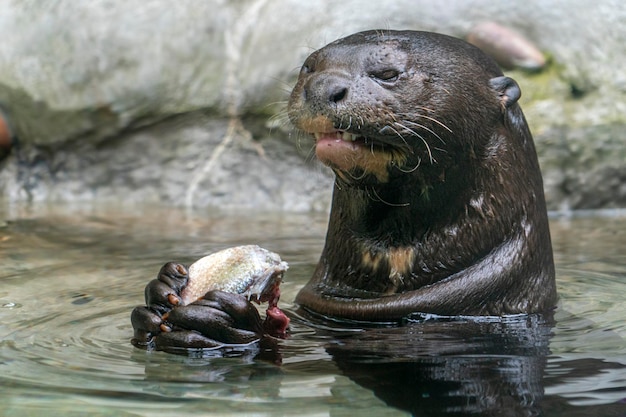 Nutria comiendo un pez en un río