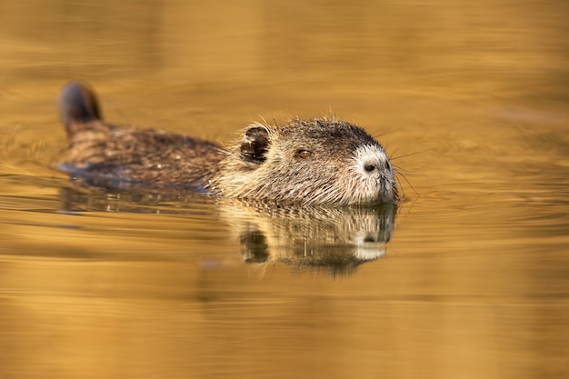 Nutria, das vom wasser mit nase über oberfläche in der natur bei sonnenuntergang schaut