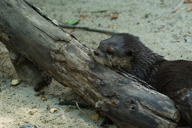 La nutria descansa en el registro