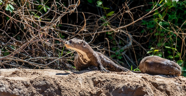 Nutria se encuentra en la arena en la orilla del río.