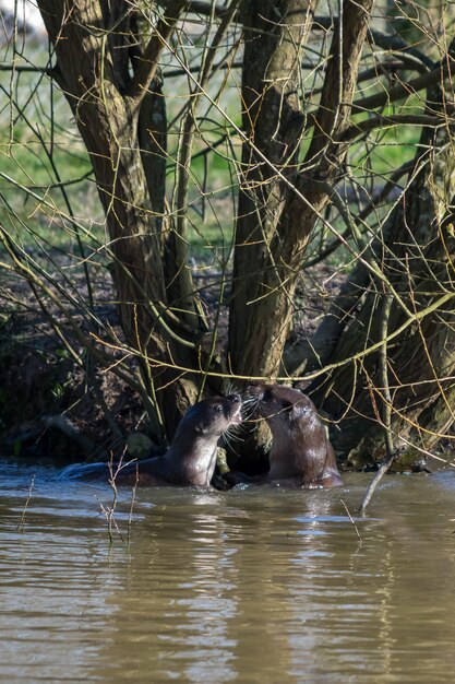 Nutria euroasiática (Lutra lutra) en hábitat natural