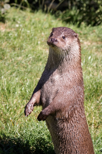 Nutria euroasiática (Lutra lutra)