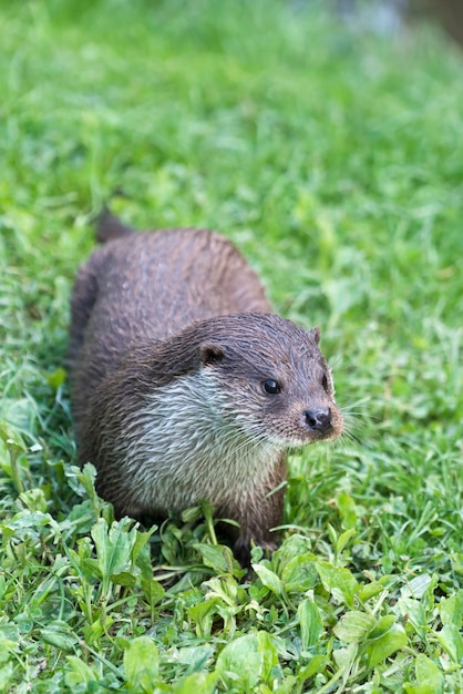 Nutria euroasiática (Lutra lutra)