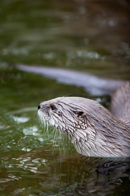 Nutria europea Lutra lutra, también conocida como nutria euroasiática, nutria de río euroasiática, nutria común y nutria del Viejo Mundo.