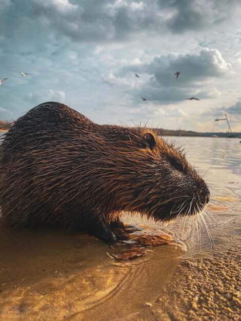 Nutria en el faro
