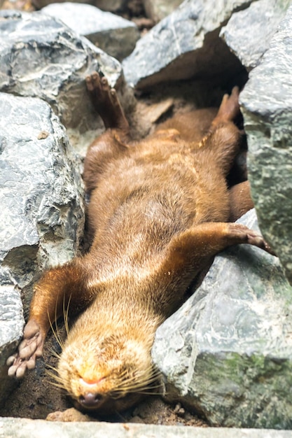 La nutria de garras pequeñas se acuesta y descansa metida en una roca