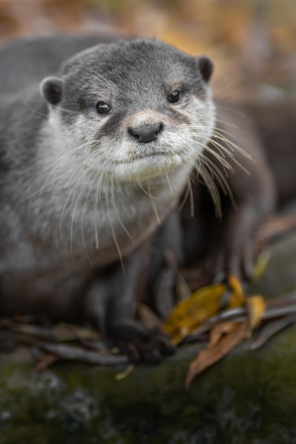 Foto la nutria de garras pequeñas asiática