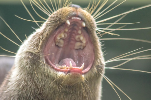 nutria de garras pequeñas boca abierta que muestra colmillos utilizados para comer comida