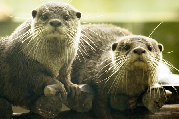 La nutria de garras pequeñas es la nutria más pequeña del mundoxAxA