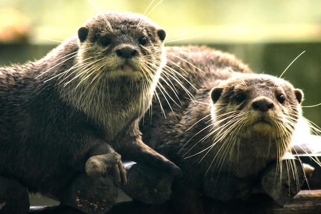 La nutria de garras pequeñas es la nutria más pequeña del mundoxAxA