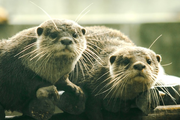 La nutria de garras pequeñas es la nutria más pequeña del mundoxAxA