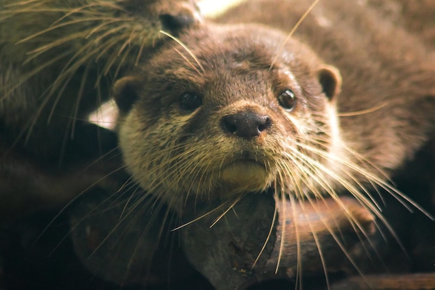 Nutria de garras pequeñas tirada en el tronco