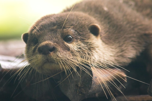 Nutria de garras pequeñas tirada en el tronco