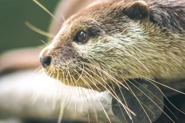 Nutria de garras pequeñas tirada en el tronco