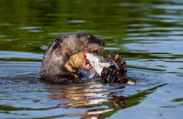 Nutria gigante come pescado en el agua