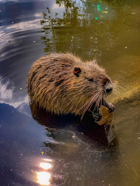 Foto una nutria hambrienta