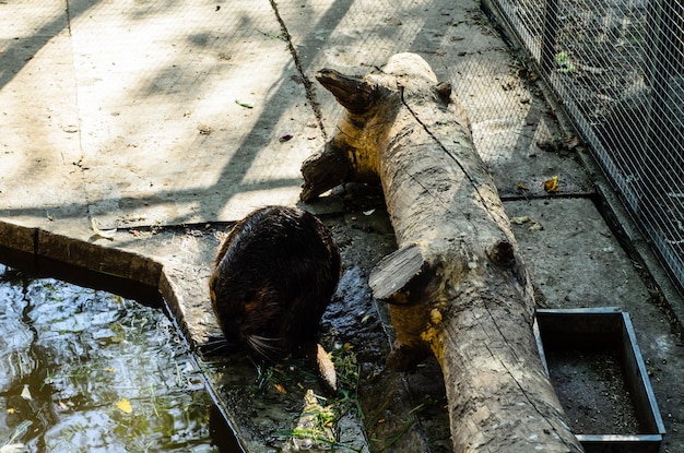 Nutria en una jaula