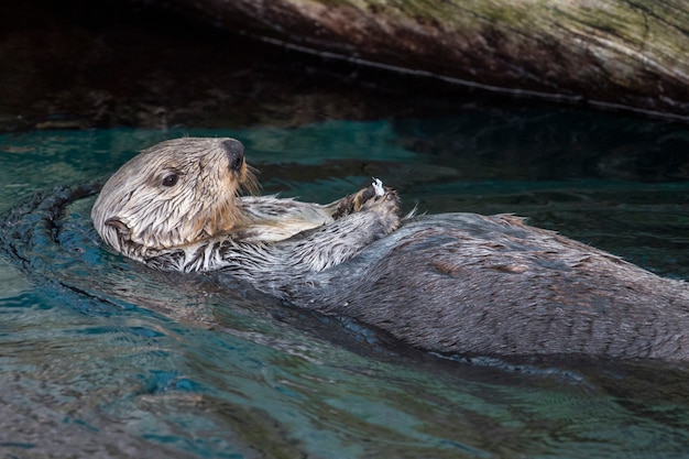 Nutria de mar (Enhydra lutris)