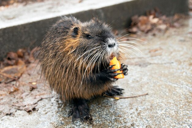 Foto la nutria marrón come zanahorias en el parque