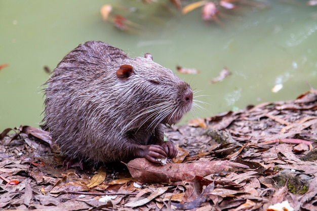 Foto nutria molhado come pão na margem de uma lagoa