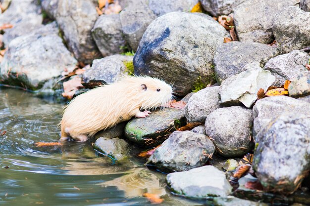 Nutria (Myocastor coypus) en Alemania