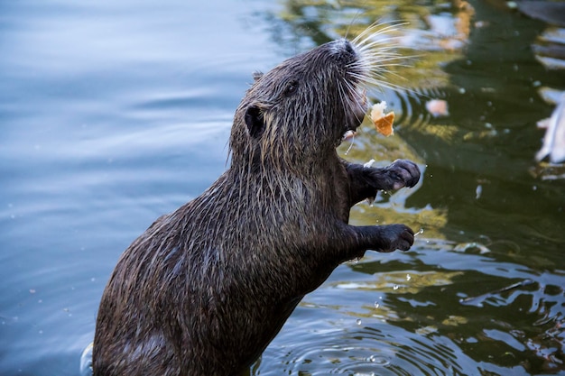 Nutria na hora do almoço