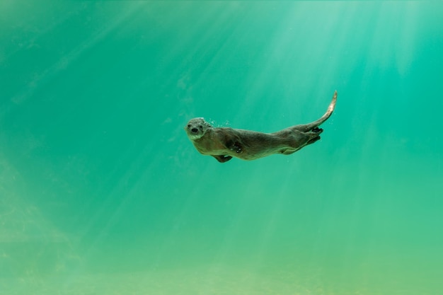 Nutria nadando bajo el agua