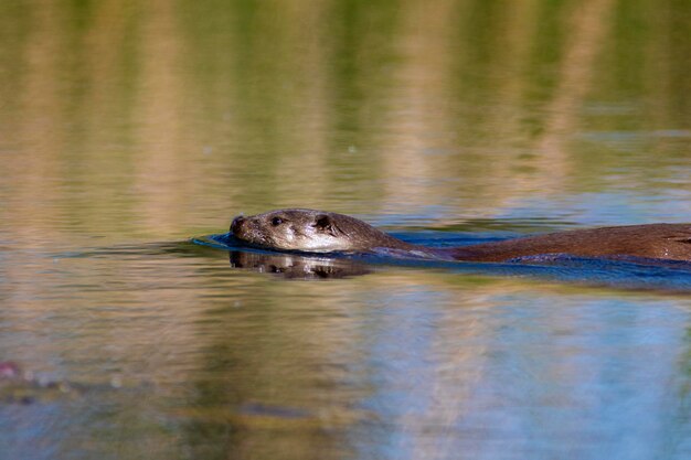 La nutria nadando en el río Drava