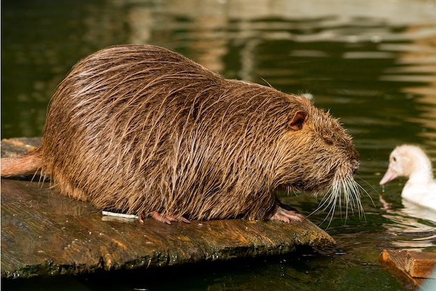 Nutria o coipo rata de río grande de cerca