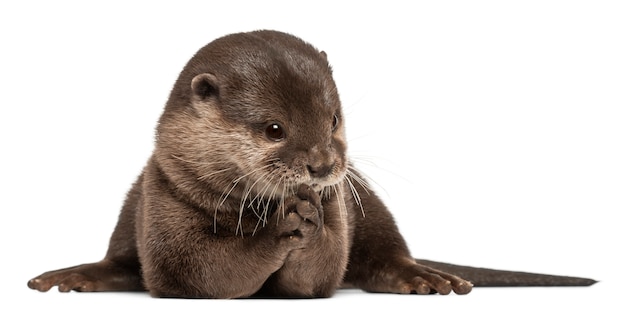 Nutria oriental de garras pequeñas, Amblonyx Cinereus de pie en blanco aislado