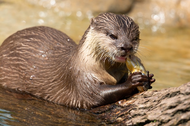 Nutria oriental de garras pequeñas, Aonyx cinereus, también conocida como la nutria asiática de garras pequeñas que come pescado.