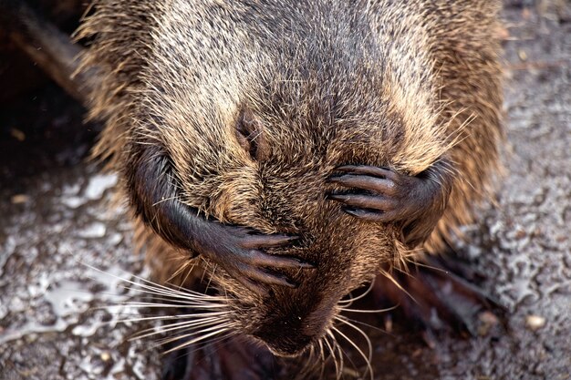 Foto nutria de río de color marrón oscuro, patas cortas y cola larga