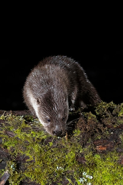 Una nutria en un río de montaña en un frío día de invierno en un bosque eurosiberiano