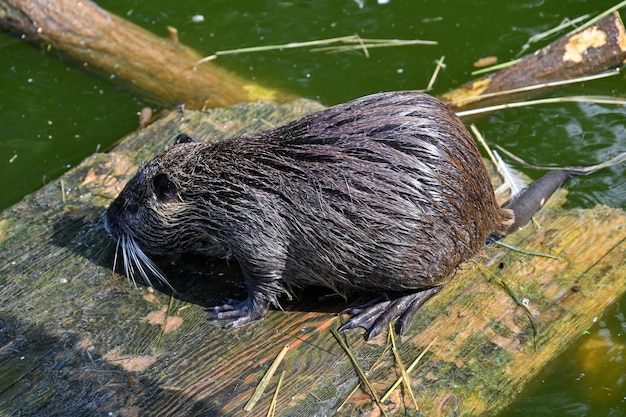 Nutria se sienta cerca de un estanque en una granja